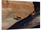 Riders with Shadow coming down Hill in Painted Desert by Anonymous