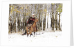 Cowboys riding in Autumn Aspens with a fresh snowfall by Anonymous