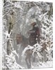 Cowboys riding in Autumn Aspens with a fresh snowfall by Anonymous