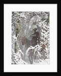 Cowboys riding in Autumn Aspens with a fresh snowfall by Anonymous