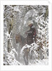 Cowboys riding in Autumn Aspens with a fresh snowfall by Anonymous