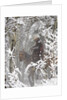 Cowboys riding in Autumn Aspens with a fresh snowfall by Anonymous