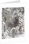 Cowboys riding in Autumn Aspens with a fresh snowfall by Anonymous