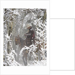 Cowboys riding in Autumn Aspens with a fresh snowfall by Anonymous