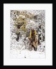Cowgirl riding in Autumn Aspens with a fresh snowfall by Anonymous