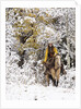 Cowgirl riding in Autumn Aspens with a fresh snowfall by Anonymous