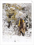 Cowgirl riding in Autumn Aspens with a fresh snowfall by Anonymous