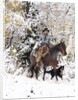 Cowboys riding in Autumn Aspens with a fresh snowfall by Corbis