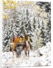 Cowgirls and Cowboy riding in Autumn Aspens with a fresh snowfall by Anonymous