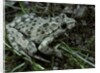 Pelodytes punctatus (common parsley frog) by Anonymous