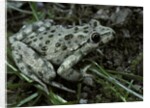 Pelodytes punctatus (common parsley frog) by Anonymous
