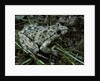 Pelodytes punctatus (common parsley frog) by Anonymous