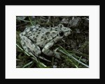 Pelodytes punctatus (common parsley frog) by Anonymous