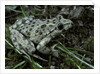 Pelodytes punctatus (common parsley frog) by Anonymous