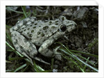 Pelodytes punctatus (common parsley frog) by Anonymous