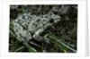 Pelodytes punctatus (common parsley frog) by Anonymous