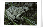 Pelodytes punctatus (common parsley frog) by Anonymous