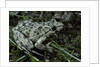 Pelodytes punctatus (common parsley frog) by Anonymous
