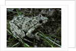 Pelodytes punctatus (common parsley frog) by Anonymous
