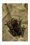 Phlyctimantis boulengeri by Anonymous