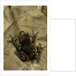 Phlyctimantis boulengeri by Anonymous