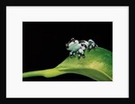 Phrynohyas resinifictrix (Amazon milk frog) - young by Anonymous