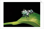 Phrynohyas resinifictrix (Amazon milk frog) - young by Anonymous