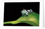 Phrynohyas resinifictrix (Amazon milk frog) - young by Anonymous