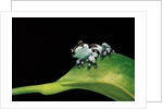 Phrynohyas resinifictrix (Amazon milk frog) - young by Anonymous