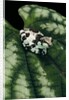 Phrynohyas resinifictrix (Amazon milk frog) - young by Anonymous
