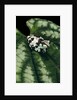 Phrynohyas resinifictrix (Amazon milk frog) - young by Anonymous