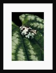 Phrynohyas resinifictrix (Amazon milk frog) - young by Anonymous
