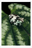 Phrynohyas resinifictrix (Amazon milk frog) - young by Anonymous