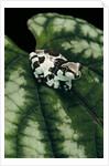 Phrynohyas resinifictrix (Amazon milk frog) - young by Anonymous