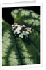 Phrynohyas resinifictrix (Amazon milk frog) - young by Anonymous