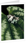 Phrynohyas resinifictrix (Amazon milk frog) - young by Anonymous
