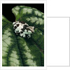 Phrynohyas resinifictrix (Amazon milk frog) - young by Anonymous
