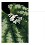 Phrynohyas resinifictrix (Amazon milk frog) - young by Anonymous