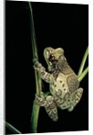 Phrynohyas resinifictrix (Amazon milk frog) by Anonymous
