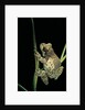Phrynohyas resinifictrix (Amazon milk frog) by Anonymous