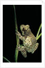 Phrynohyas resinifictrix (Amazon milk frog) by Anonymous