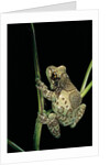 Phrynohyas resinifictrix (Amazon milk frog) by Corbis