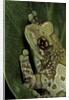 Phrynohyas resinifictrix (Amazon milk frog) by Anonymous