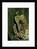 Phrynohyas resinifictrix (Amazon milk frog) by Anonymous