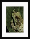 Phrynohyas resinifictrix (Amazon milk frog) by Anonymous