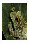Phrynohyas resinifictrix (Amazon milk frog) by Anonymous