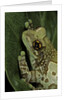 Phrynohyas resinifictrix (Amazon milk frog) by Anonymous