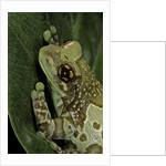 Phrynohyas resinifictrix (Amazon milk frog) by Anonymous