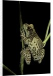 Phrynohyas resinifictrix (Amazon milk frog) by Anonymous