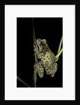 Phrynohyas resinifictrix (Amazon milk frog) by Anonymous